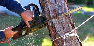 Best Tree and Shrub Care  in Hebron, KY