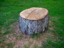 Best Tree Maintenance Programs  in Hebron, KY