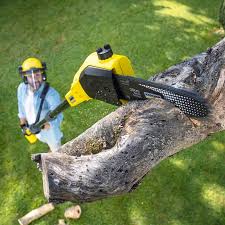 Best Grass Overseeding  in Hebron, KY