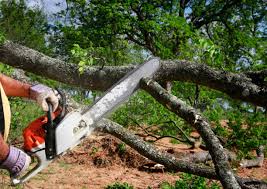 Best Tree Removal  in Hebron, KY
