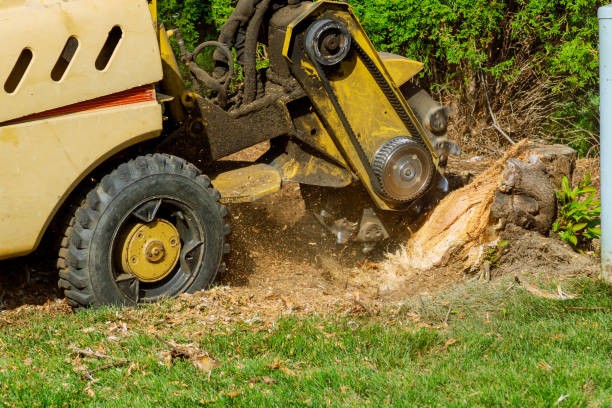 Best Palm Tree Trimming  in Hebron, KY
