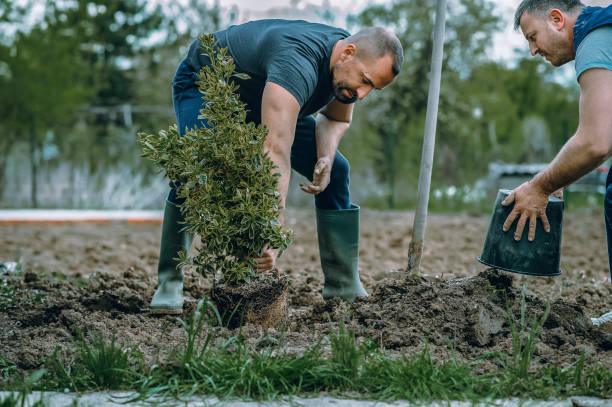 Best Tree Preservation Services  in Hebron, KY