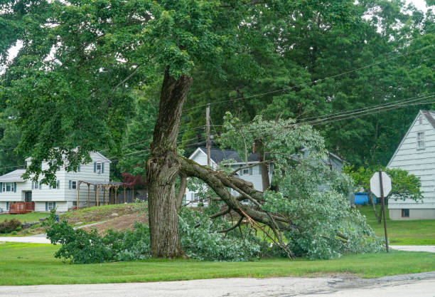 Best Tree Risk Assessment  in Hebron, KY