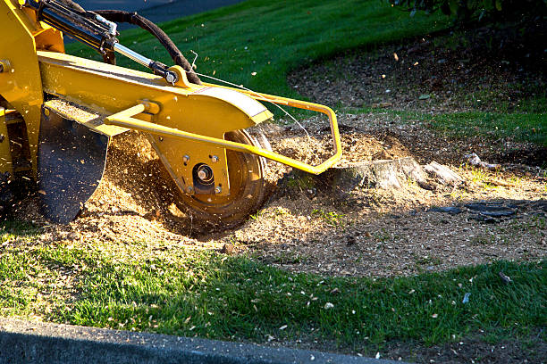 Best Lawn Maintenance Plans  in Hebron, KY