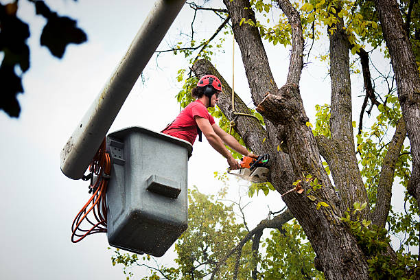 Best Fruit Tree Pruning  in Hebron, KY