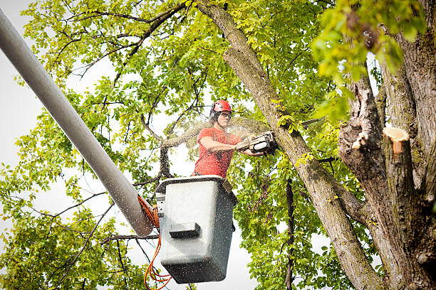 Best Commercial Tree Services  in Hebron, KY