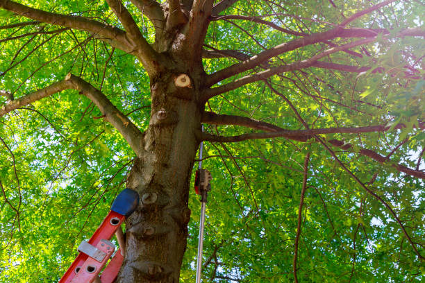 Best Hazardous Tree Removal  in Hebron, KY